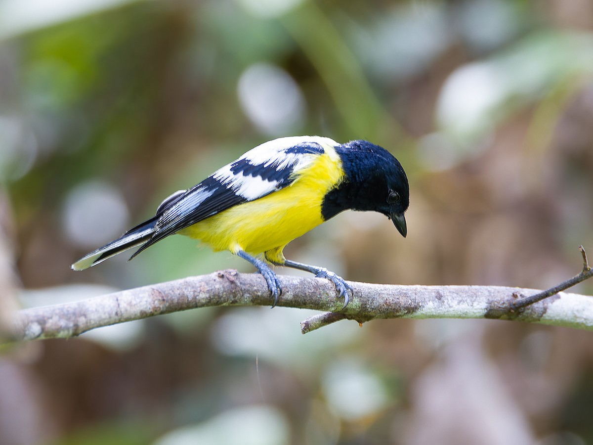 Palawan Tit - ML620203430