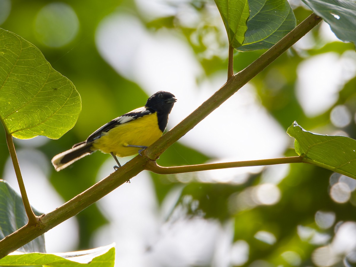 Palawan Tit - ML620203431