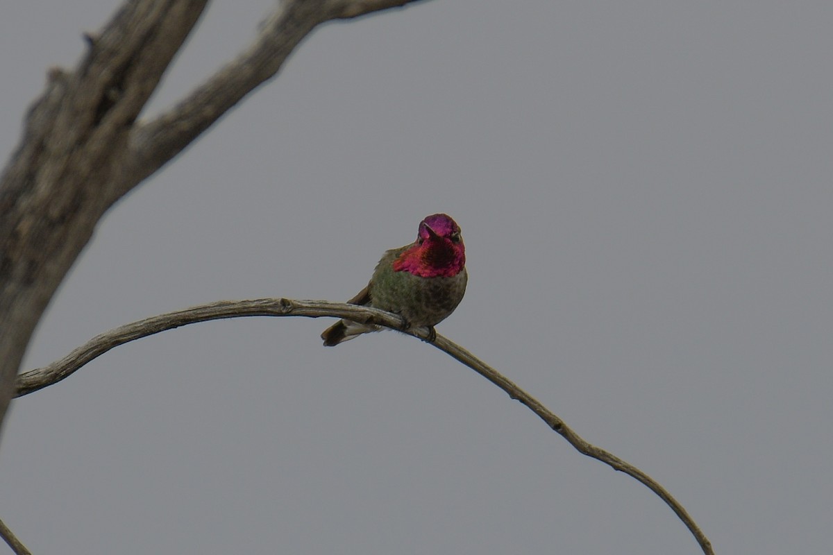 Anna's Hummingbird - ML620203434