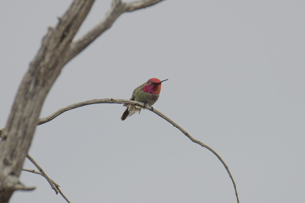 Anna's Hummingbird - ML620203435