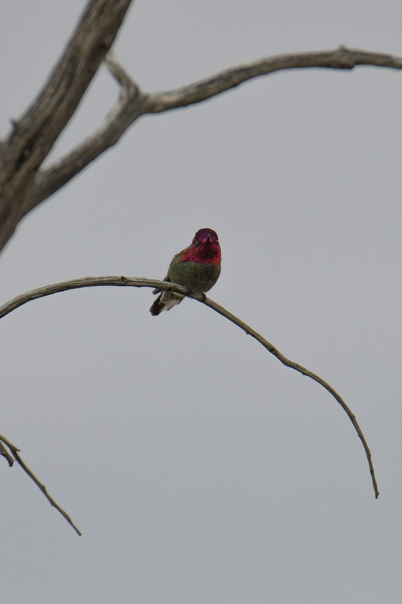 Anna's Hummingbird - ML620203437