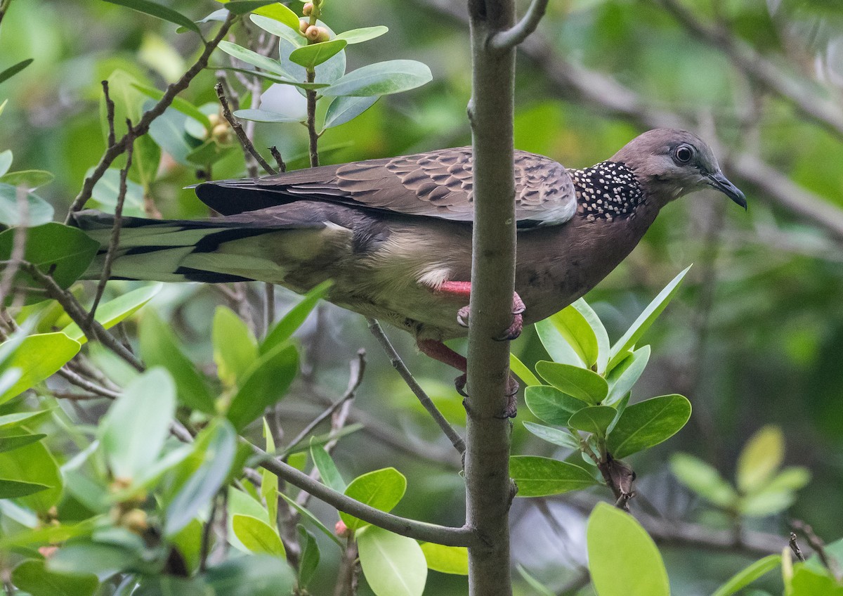 Spotted Dove - ML620203444