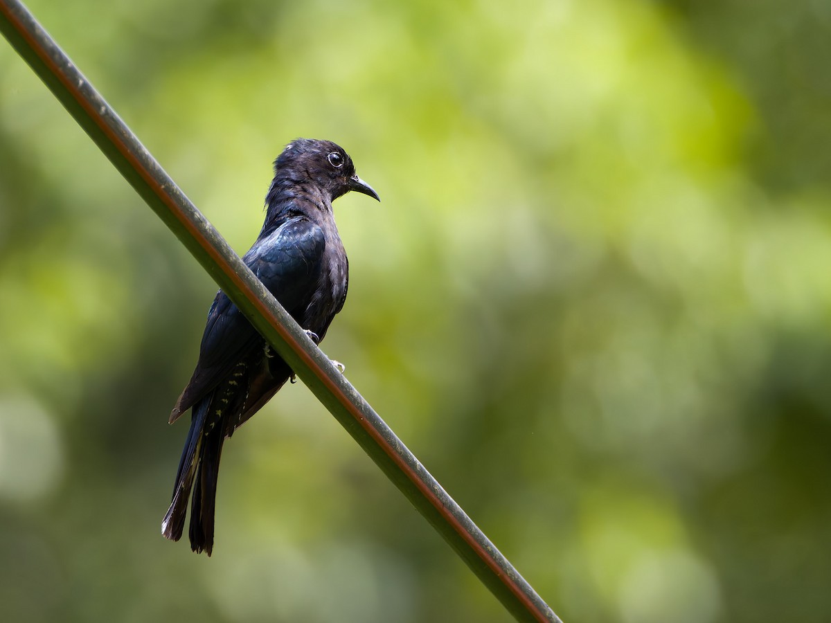 Square-tailed Drongo-Cuckoo - ML620203447