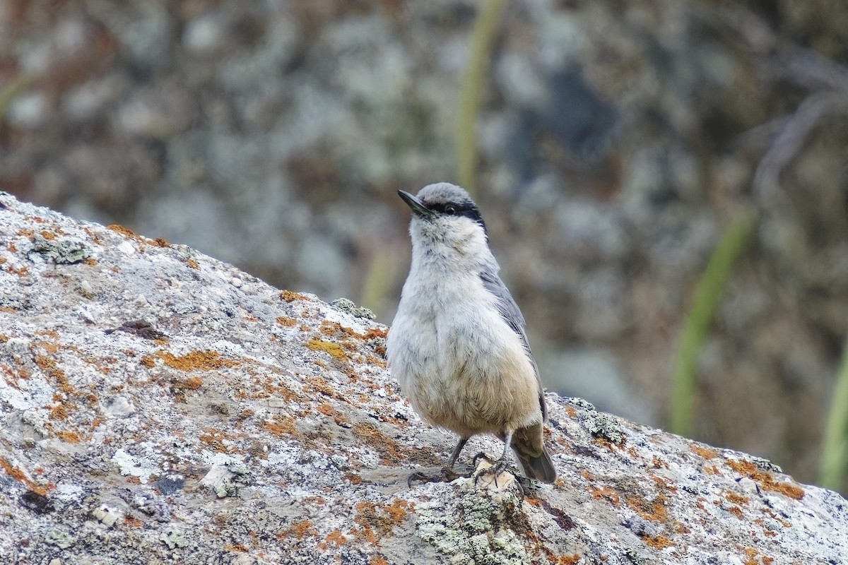 Sittelle des rochers - ML620203449