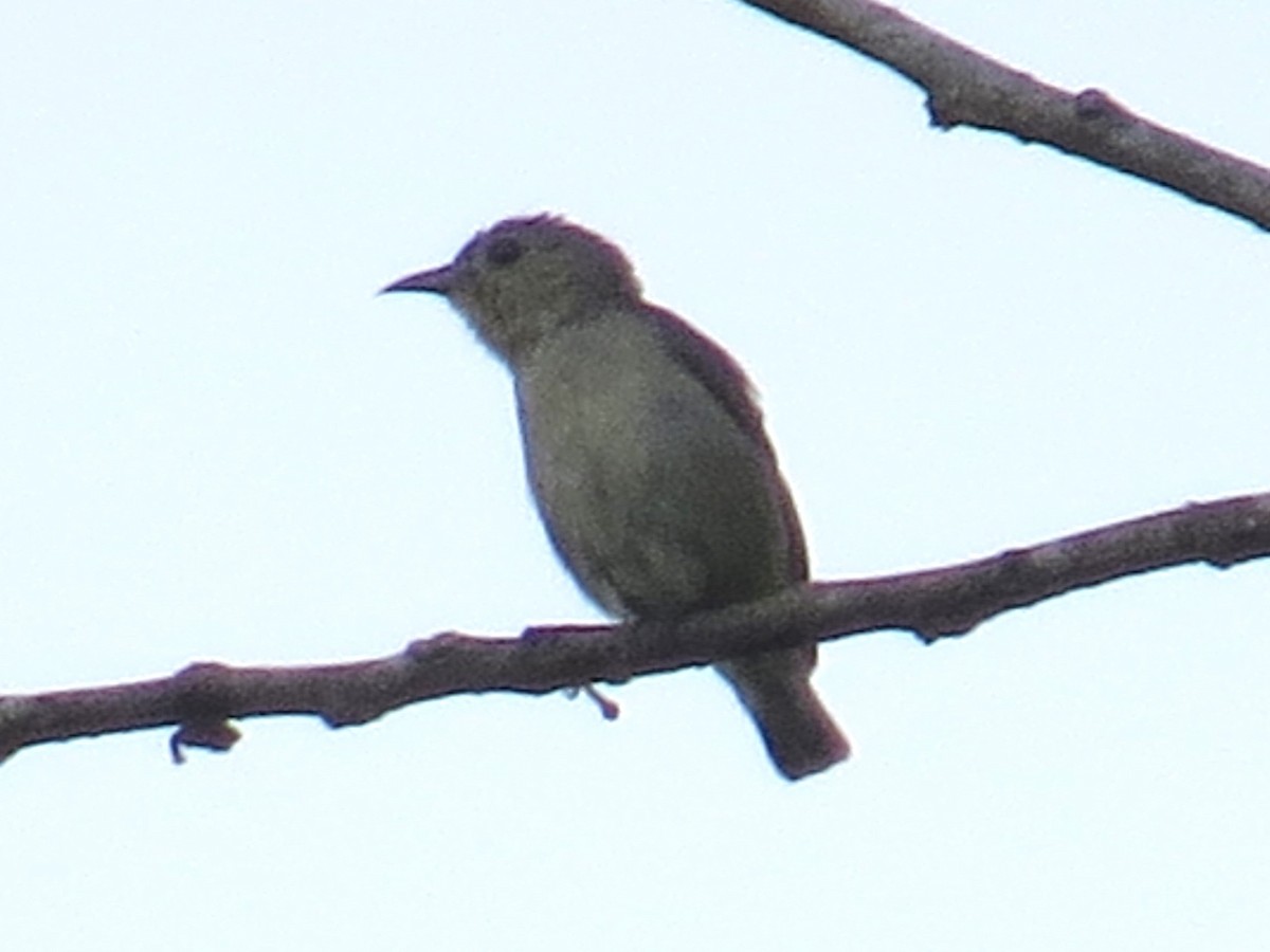 Plain Flowerpecker - ML620203455