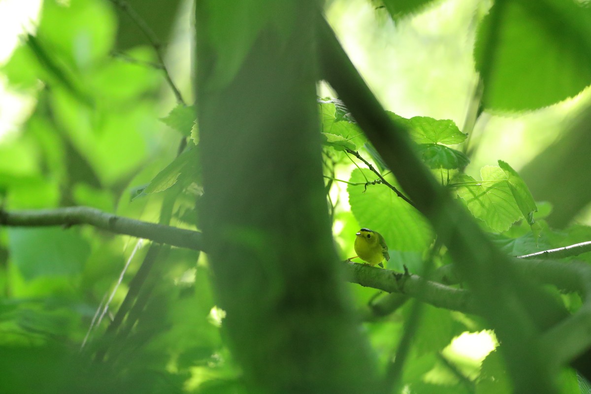 Wilson's Warbler - ML620203459