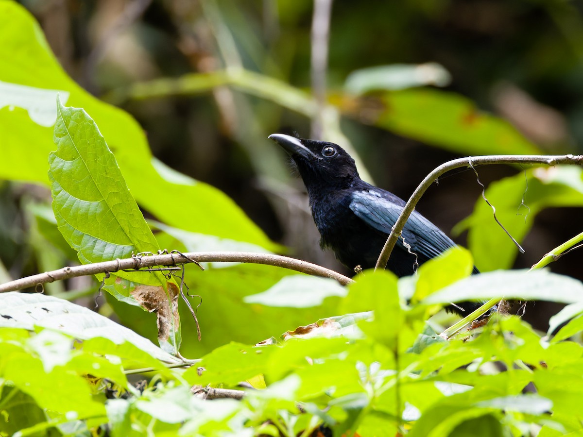 Palawan Drongo (palawanensis) - ML620203463