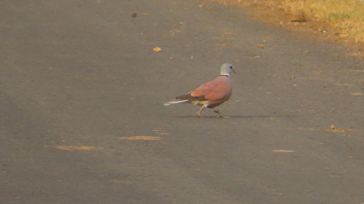 Red Collared-Dove - ML620203502