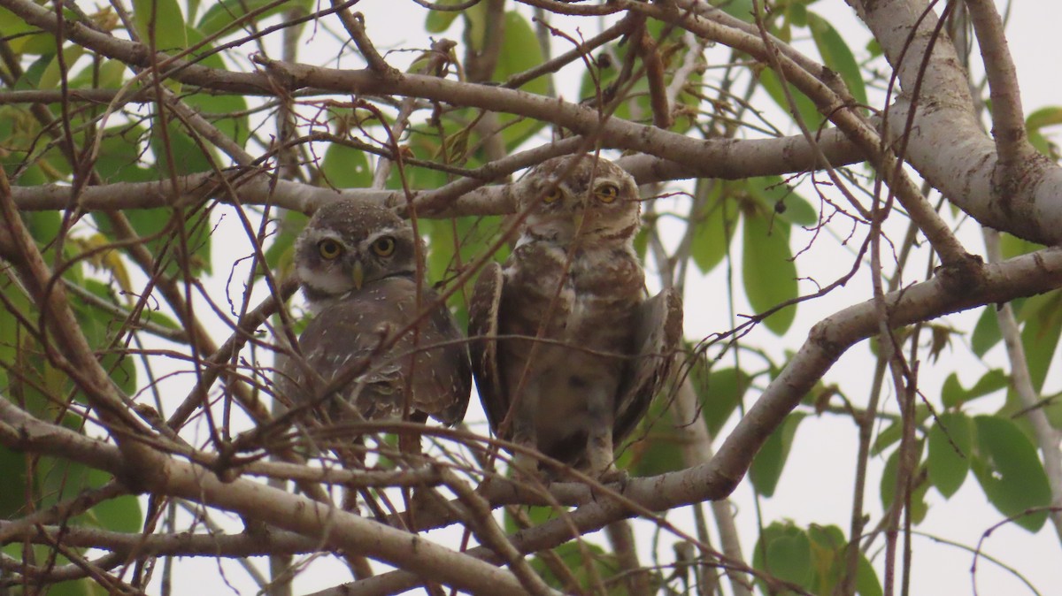 Spotted Owlet - ML620203503