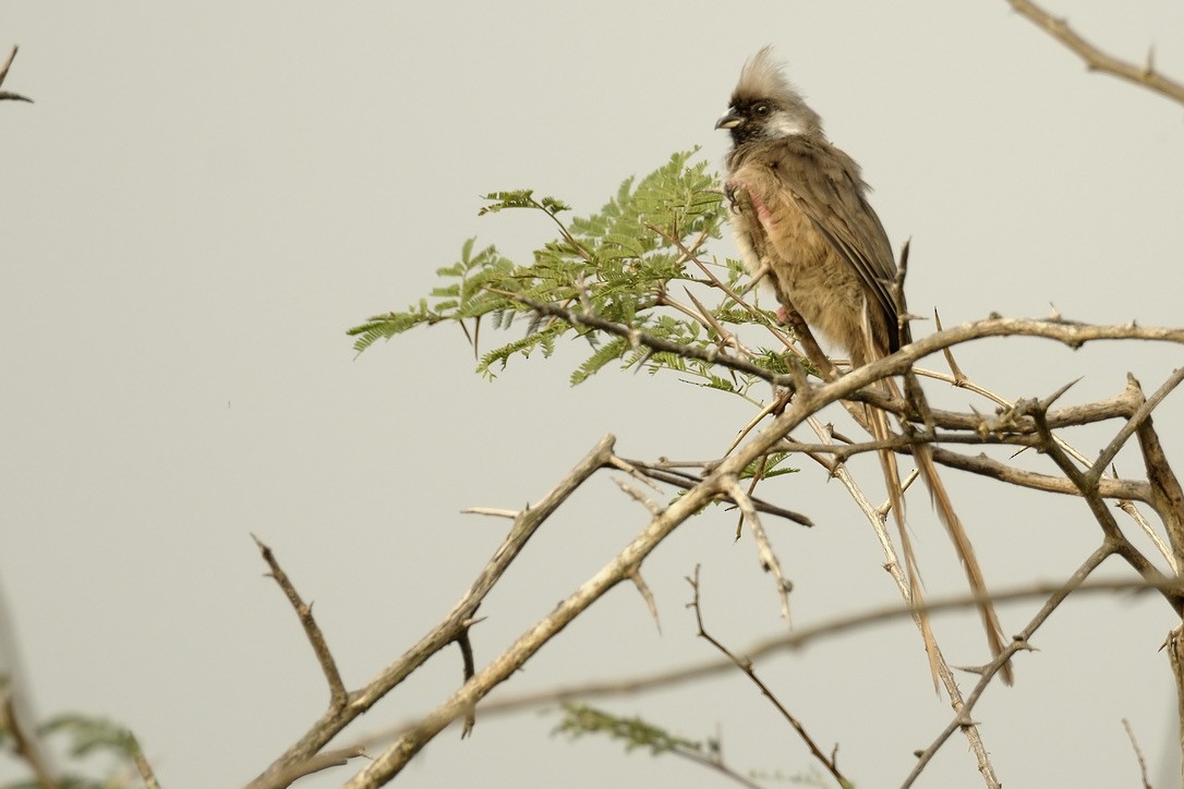 Speckled Mousebird - ML620203504