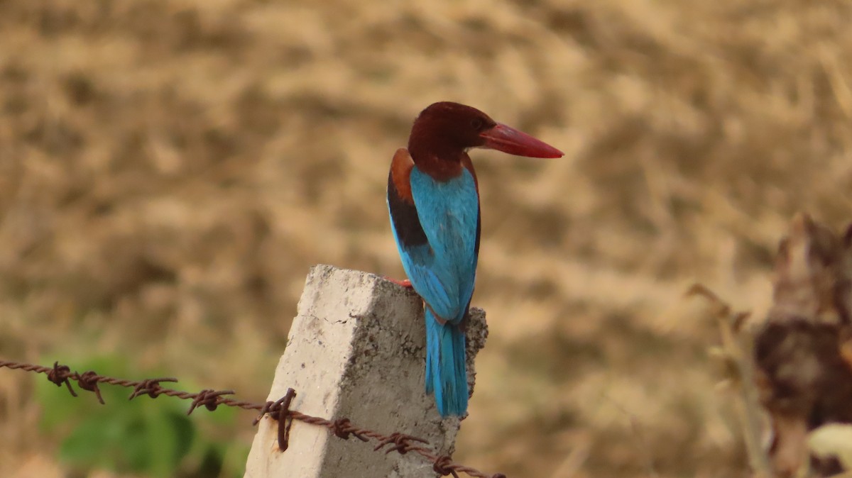 White-throated Kingfisher - ML620203506