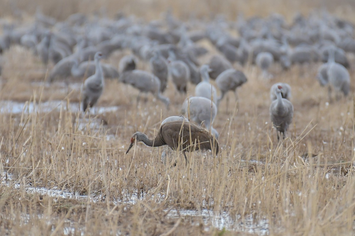 Sandhill Crane - ML620203510