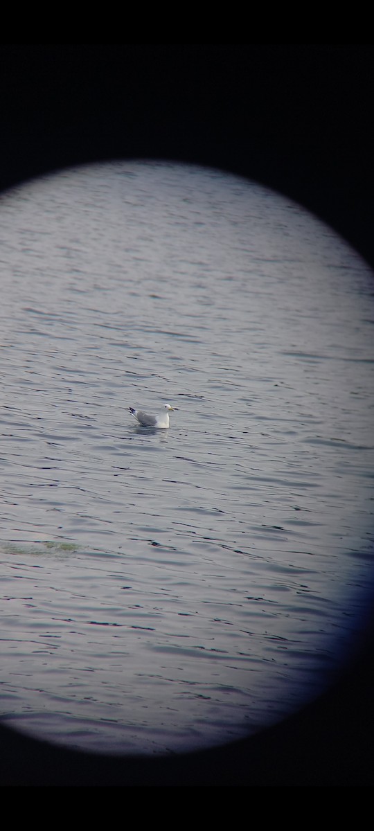 Black-legged Kittiwake - ML620203512