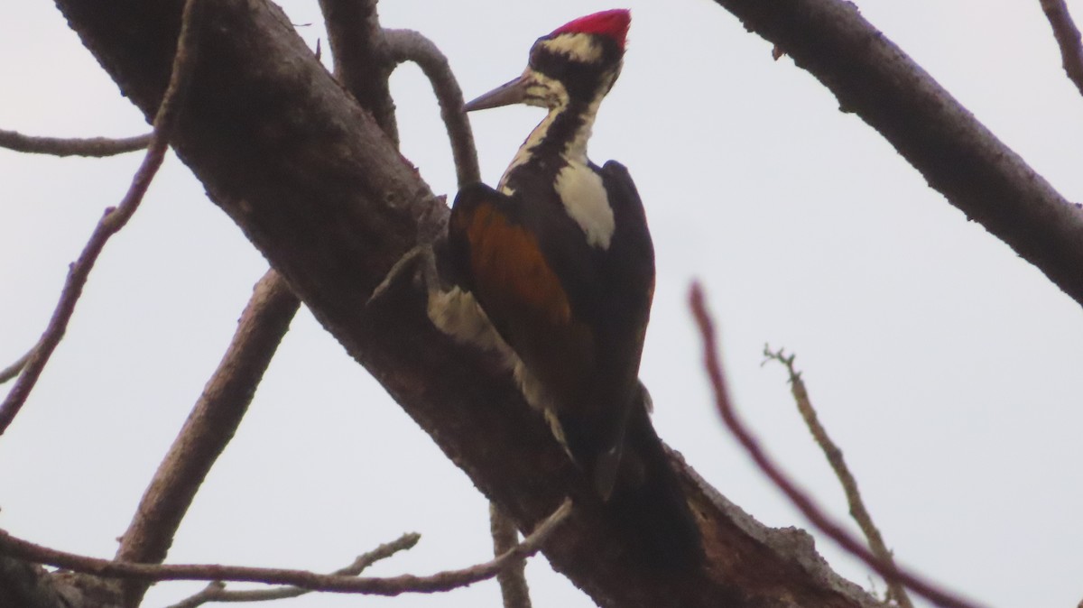 White-naped Woodpecker - ML620203513