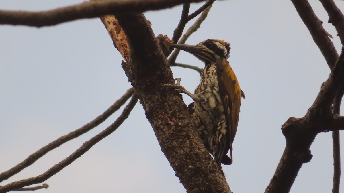 White-naped Woodpecker - ML620203516