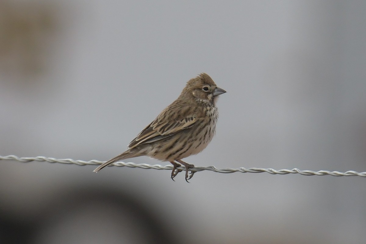 Lark Bunting - ML620203527