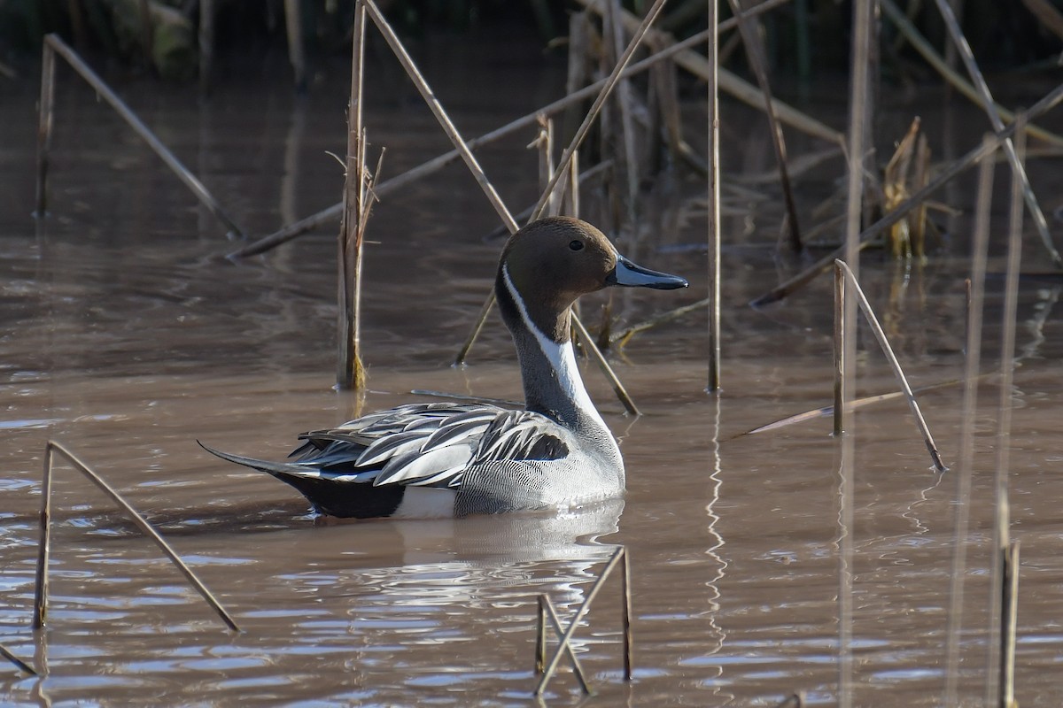 Northern Pintail - ML620203573