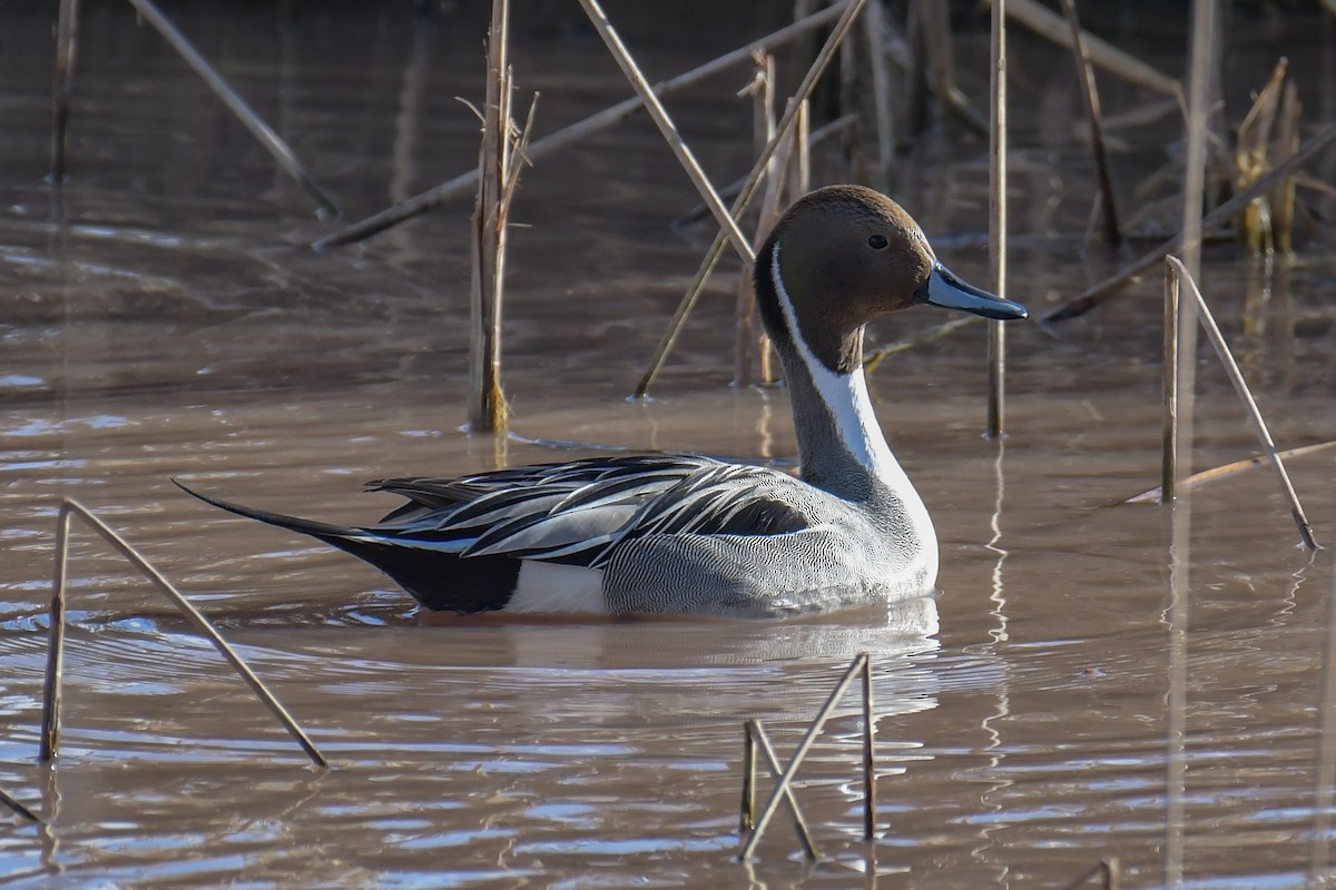 Northern Pintail - ML620203578