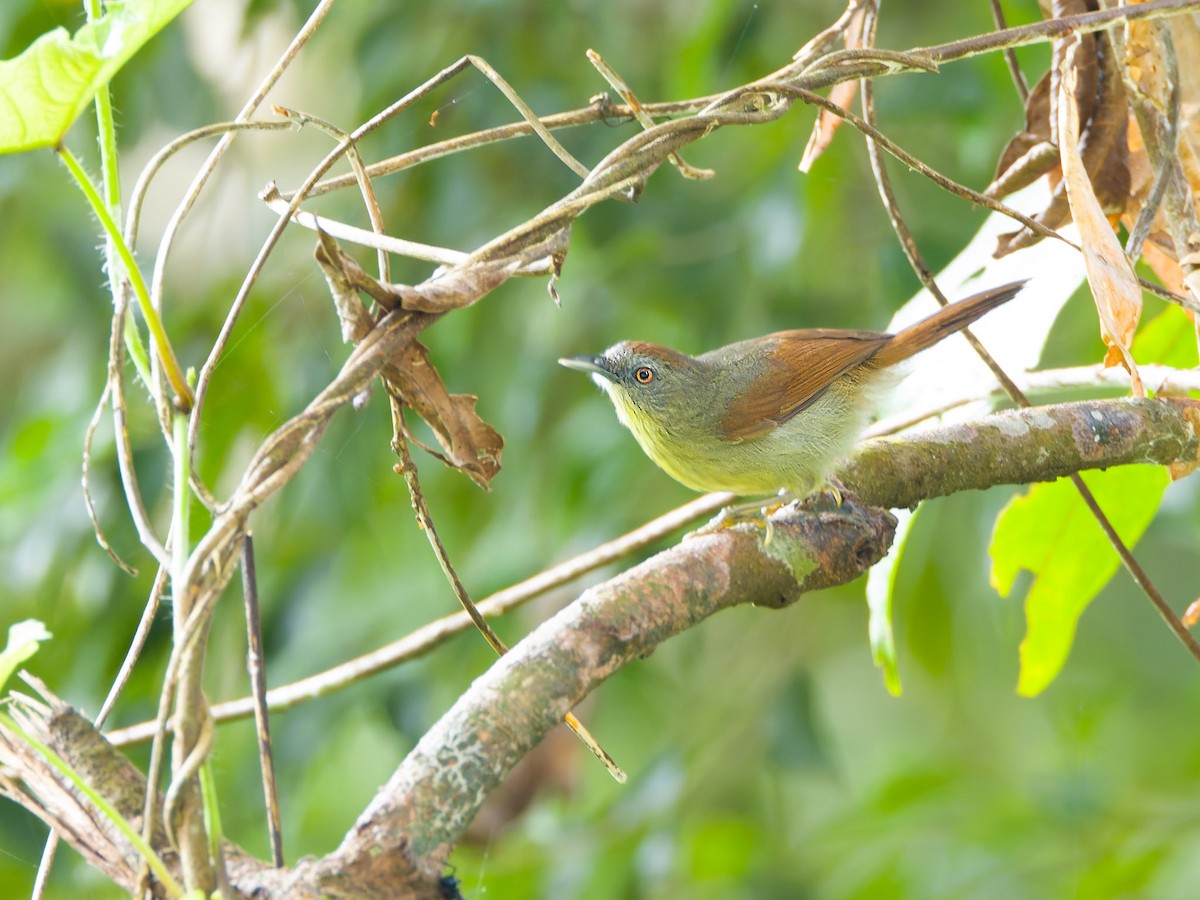 Pin-striped Tit-Babbler (Palawan) - ML620203592