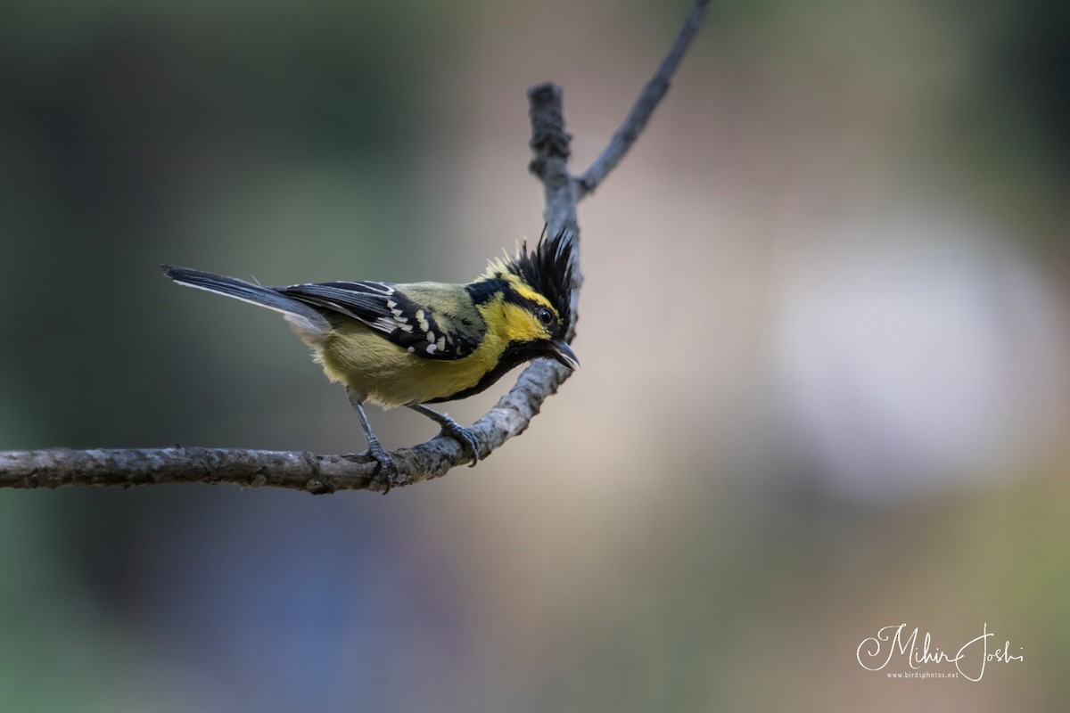 Himalayan Black-lored Tit - ML620203613