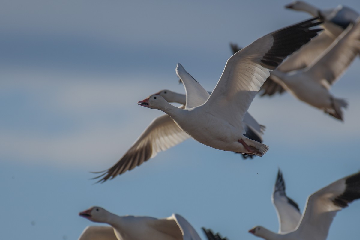 Snow Goose - ML620203627