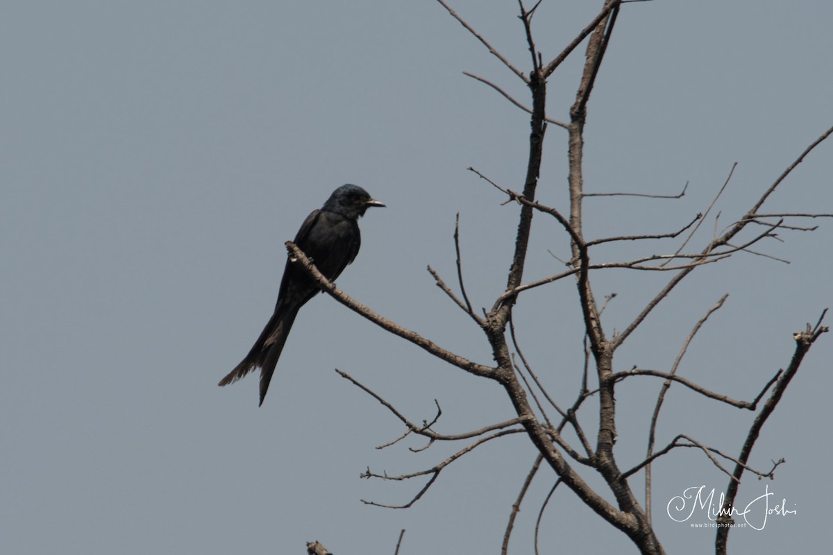 Black/Ashy Drongo - ML620203628