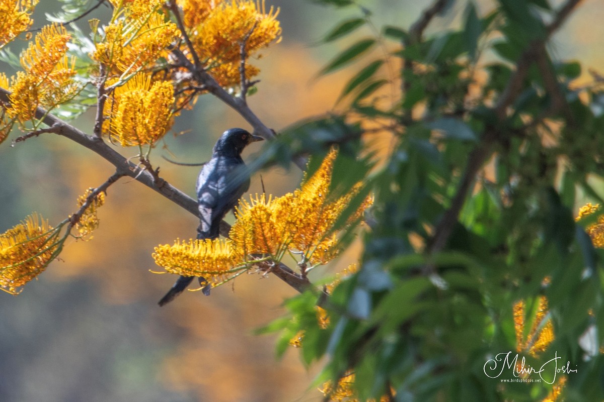 drongo kouřový - ML620203631