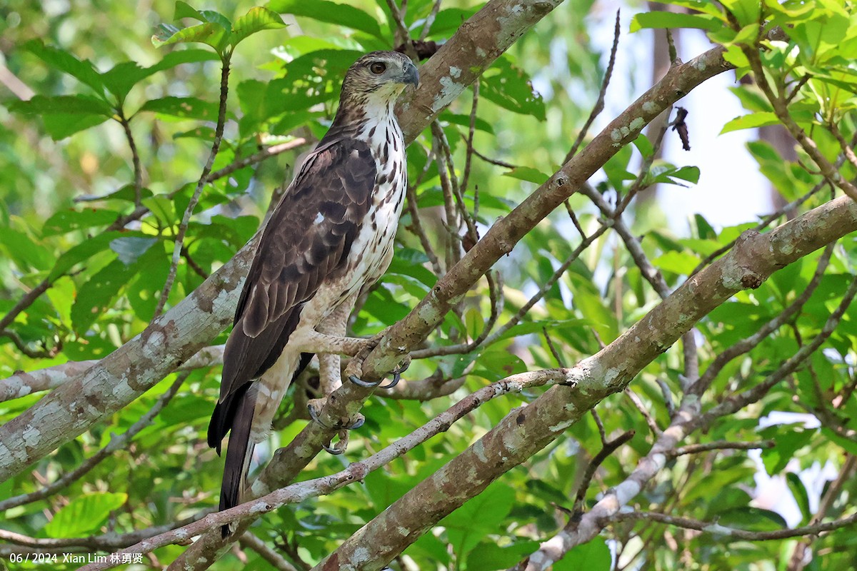 Changeable Hawk-Eagle - ML620203635