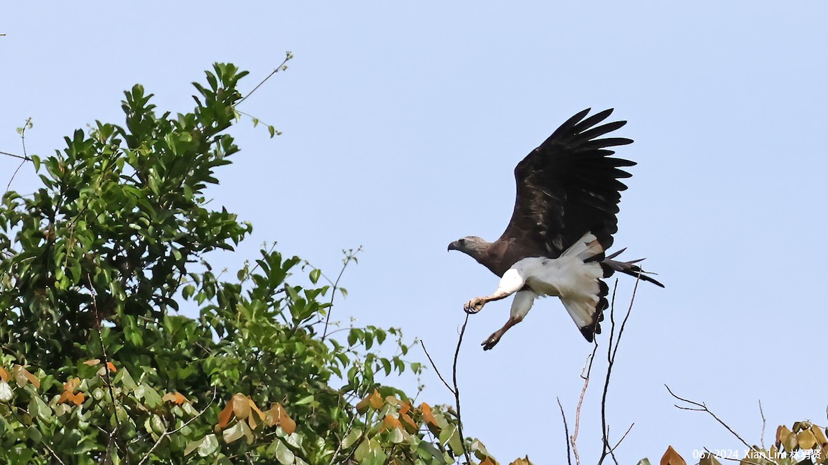 Gray-headed Fish-Eagle - ML620203638