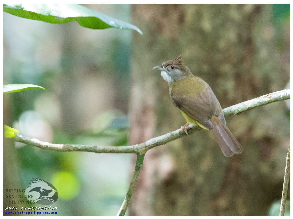 Gray-throated Bulbul - ML620203648