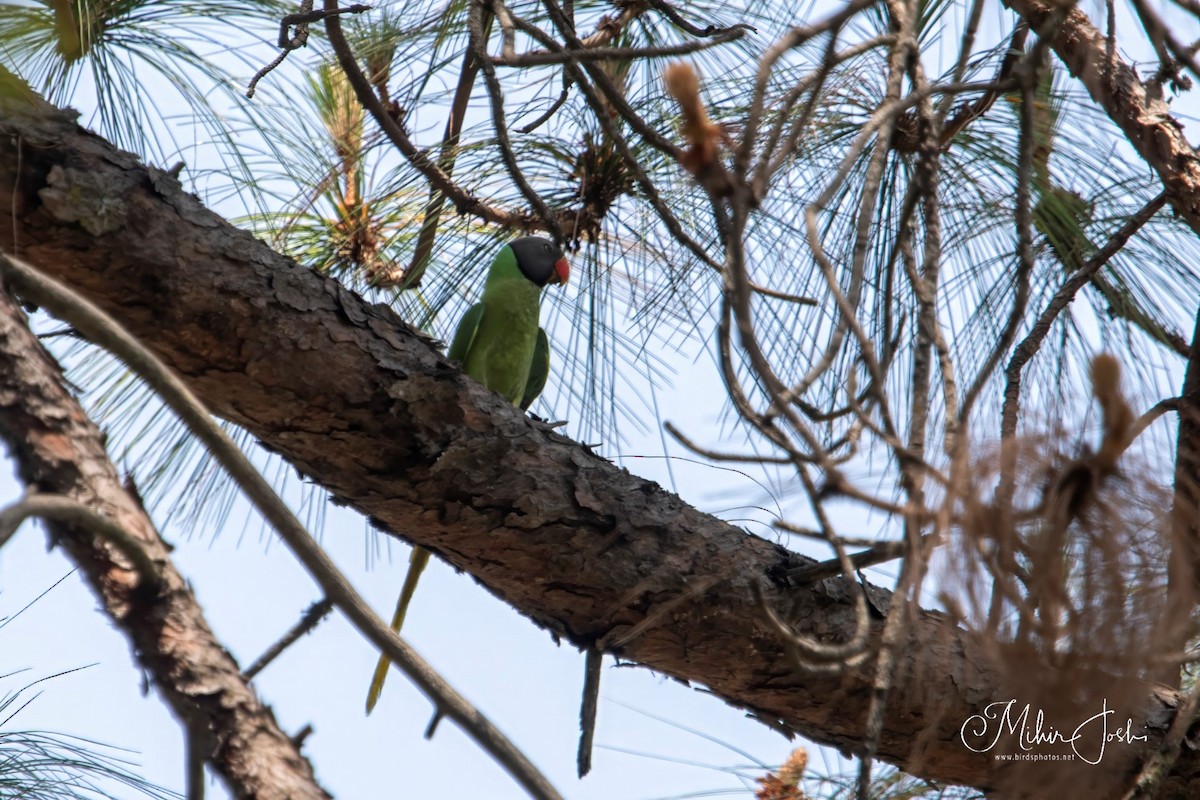 Himalaya Yeşil Papağanı - ML620203649