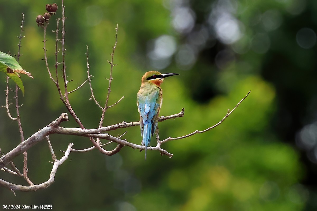 Blue-tailed Bee-eater - ML620203651