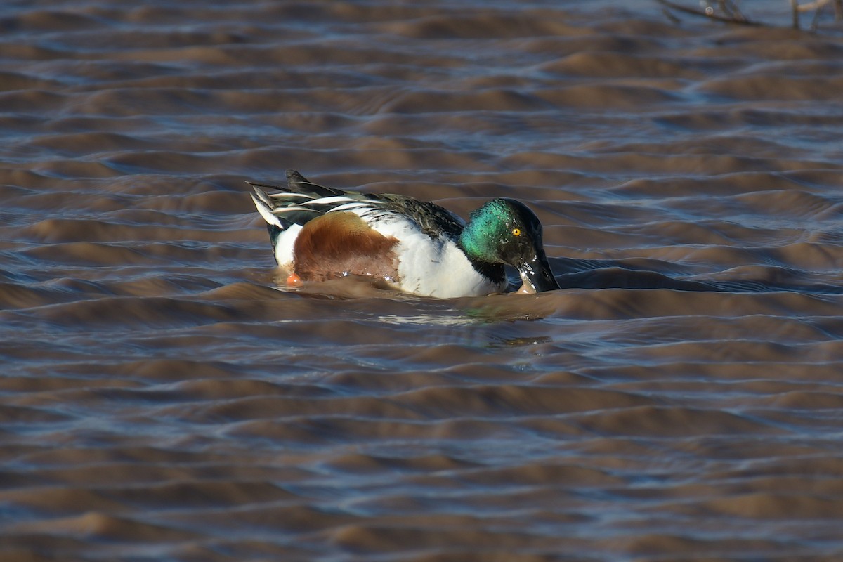 Northern Shoveler - ML620203653