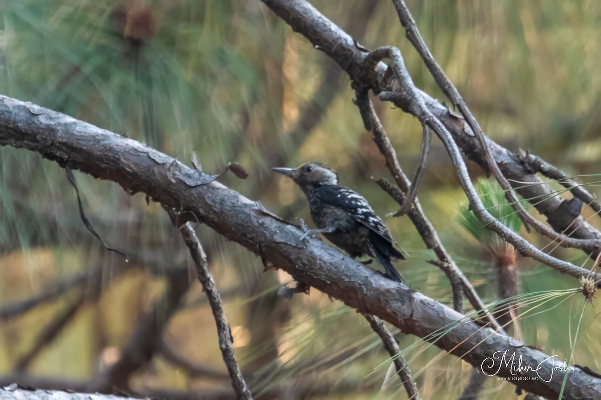 Brown-fronted Woodpecker - ML620203656