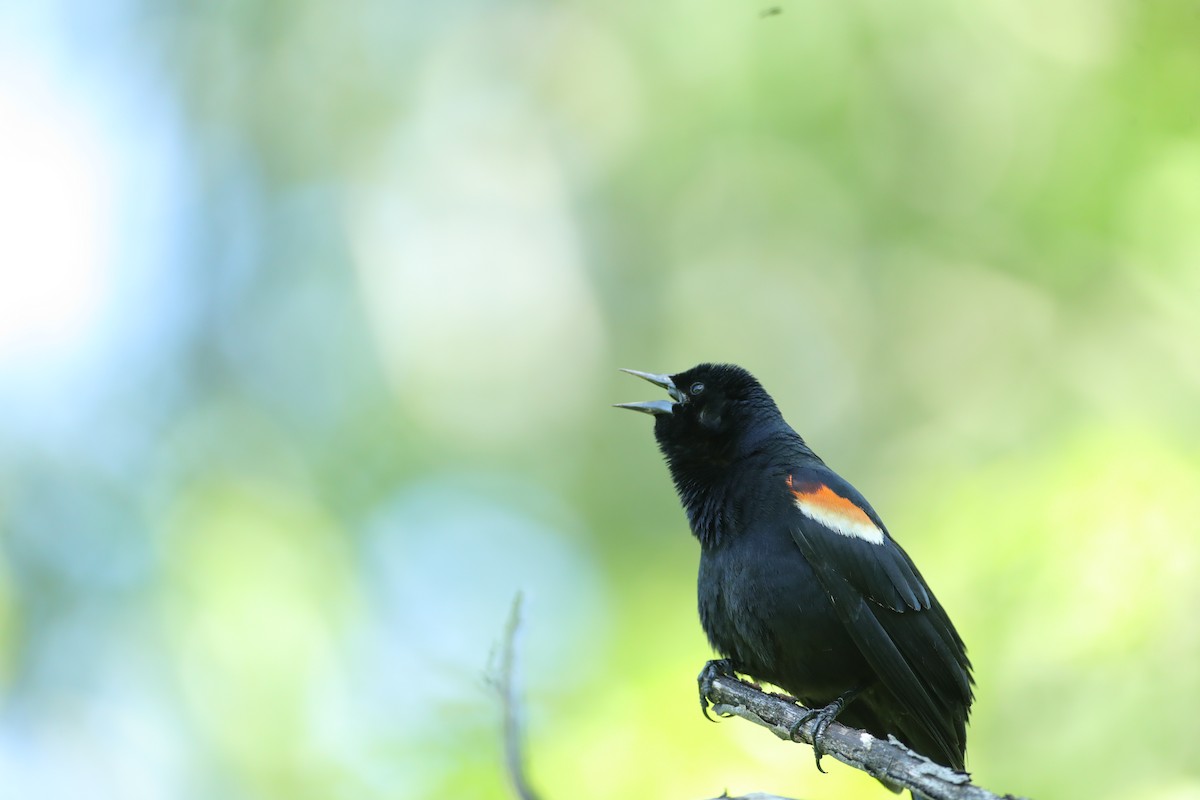 Red-winged Blackbird - ML620203658