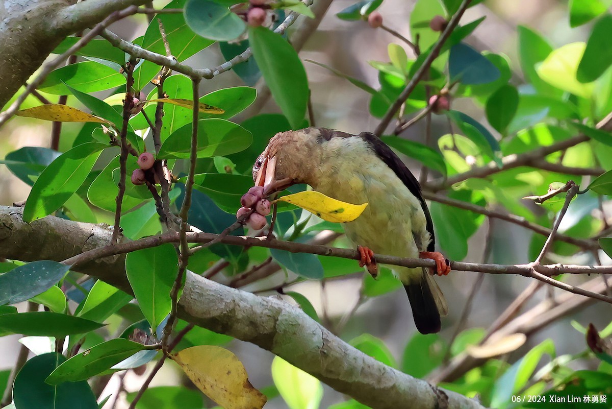 Sooty Barbet - ML620203659