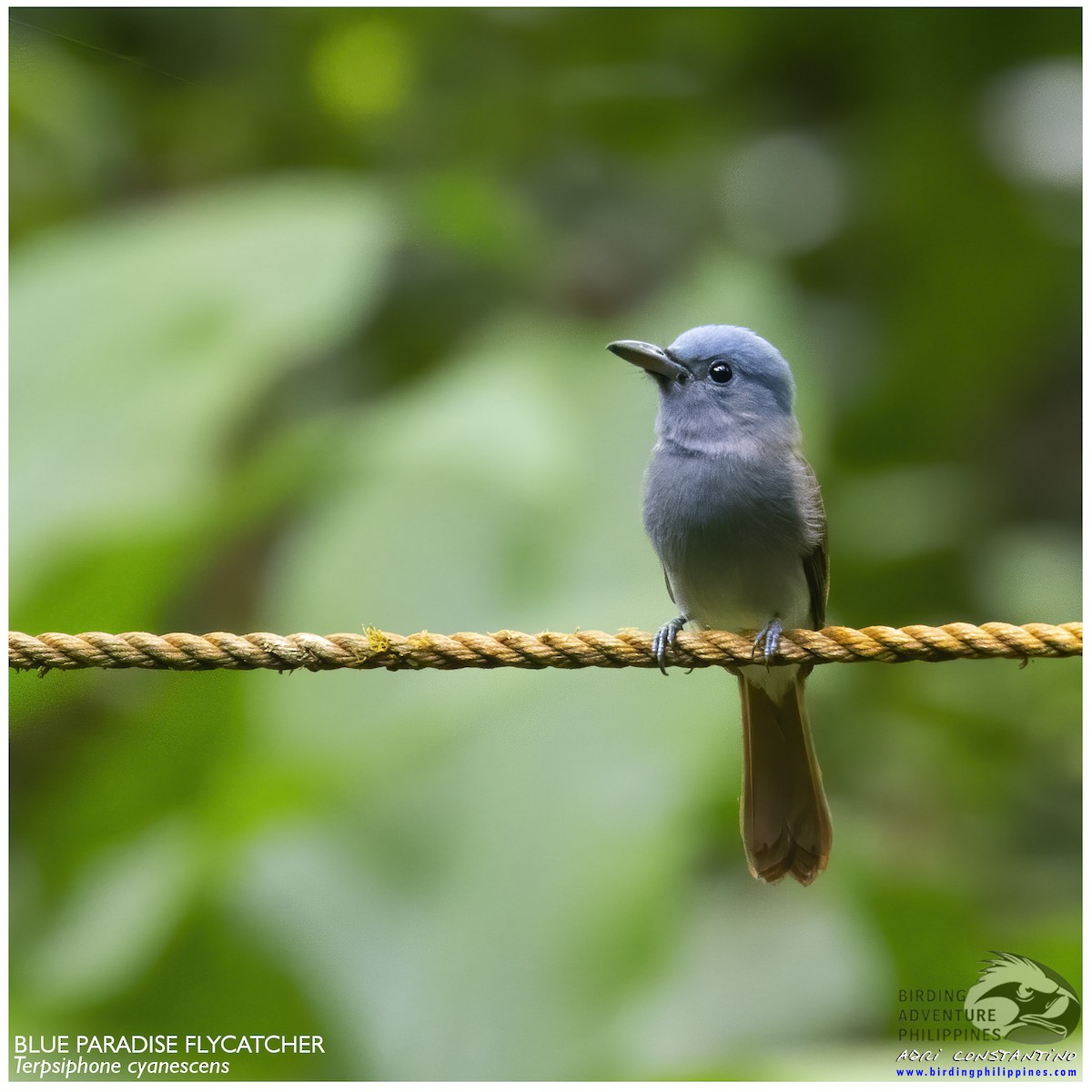 Blue Paradise-Flycatcher - ML620203679