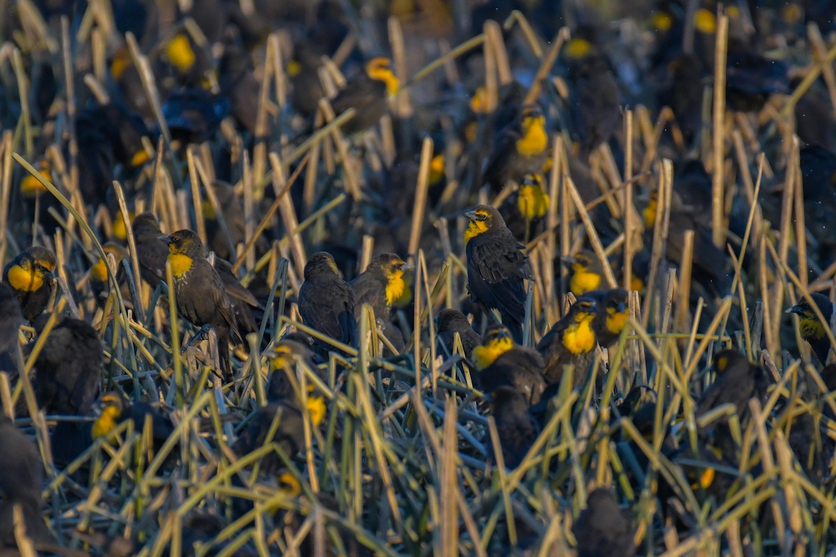 Yellow-headed Blackbird - ML620203697