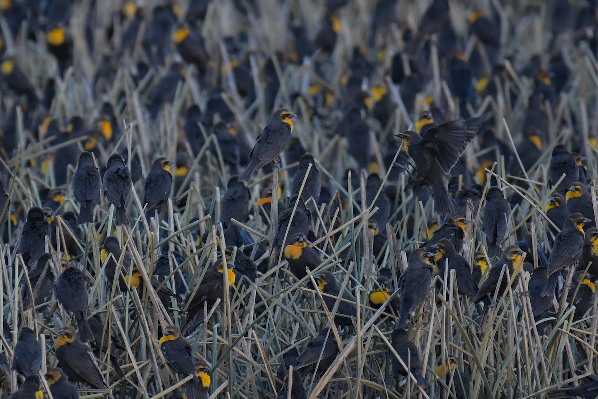 Yellow-headed Blackbird - ML620203698