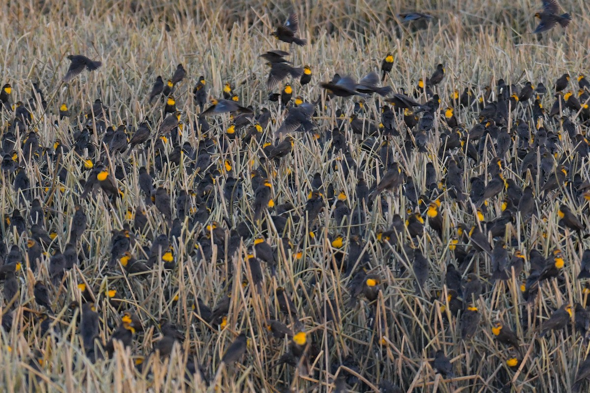 Yellow-headed Blackbird - ML620203699