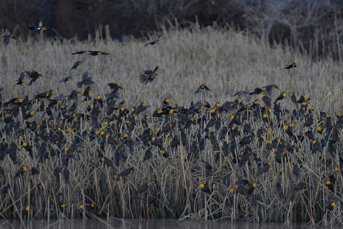 Yellow-headed Blackbird - ML620203702