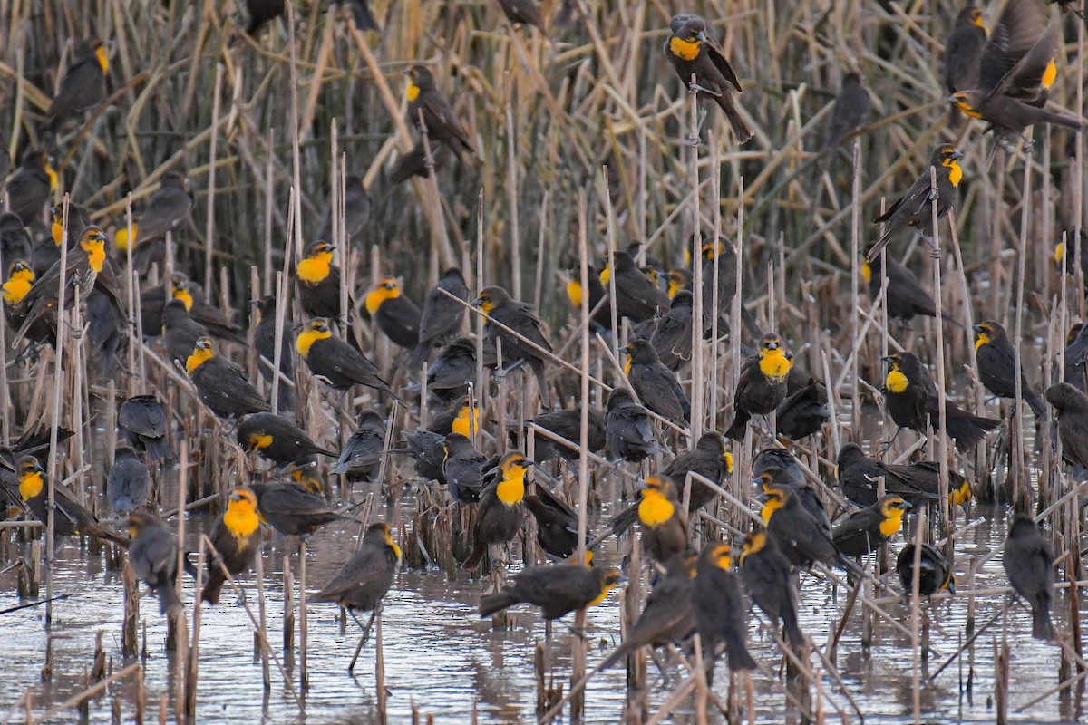 Yellow-headed Blackbird - ML620203703