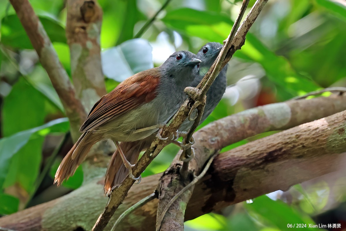 Chestnut-winged Babbler - Lim Ying Hien