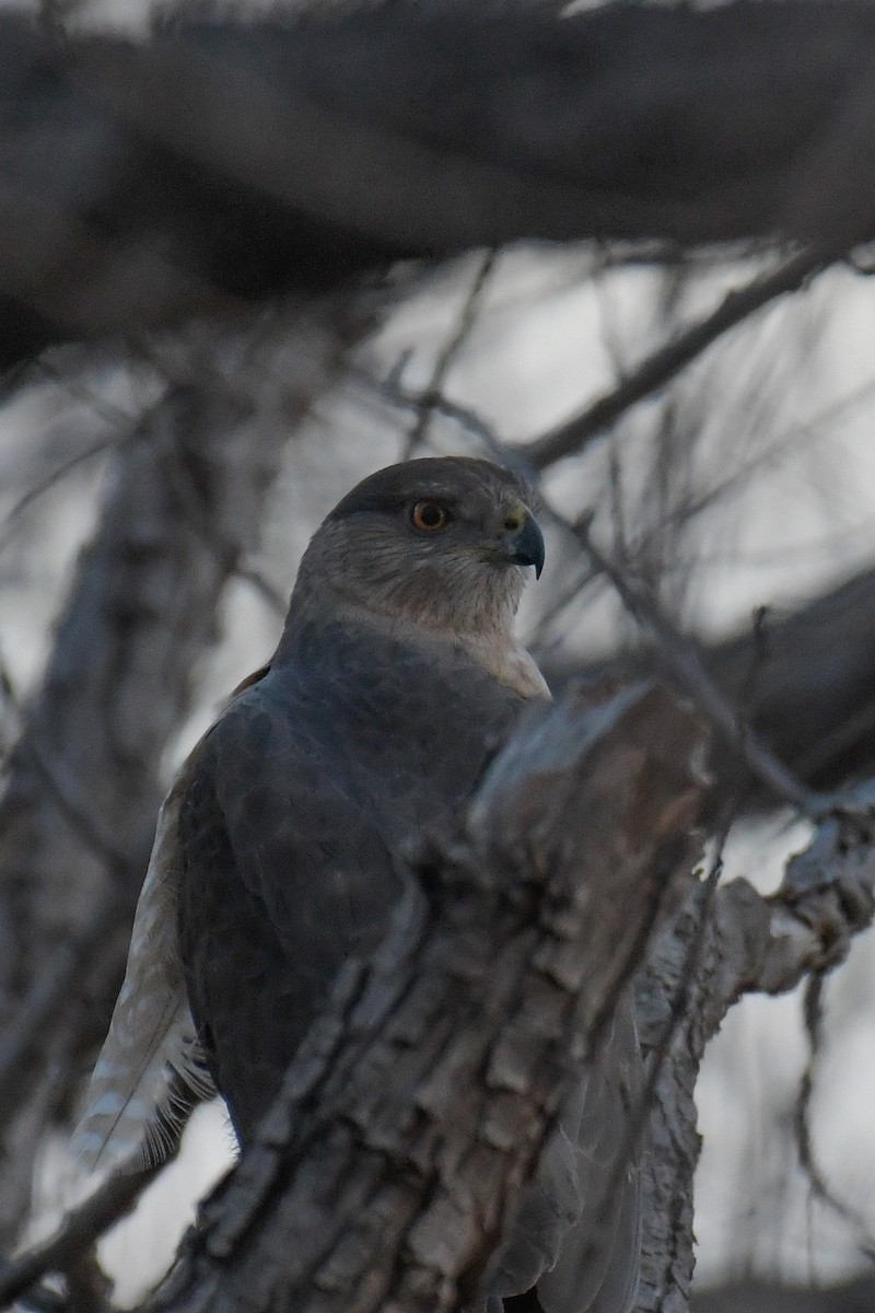 Cooper's Hawk - ML620203706