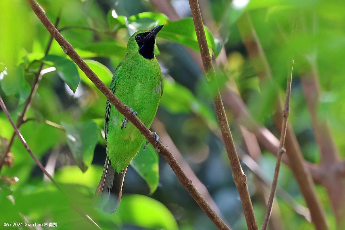 Lesser Green Leafbird - ML620203708