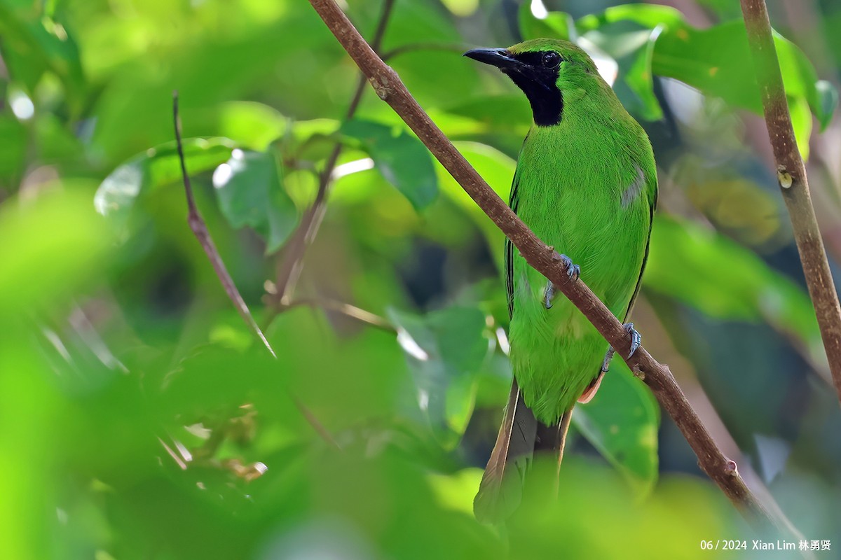 Lesser Green Leafbird - ML620203712