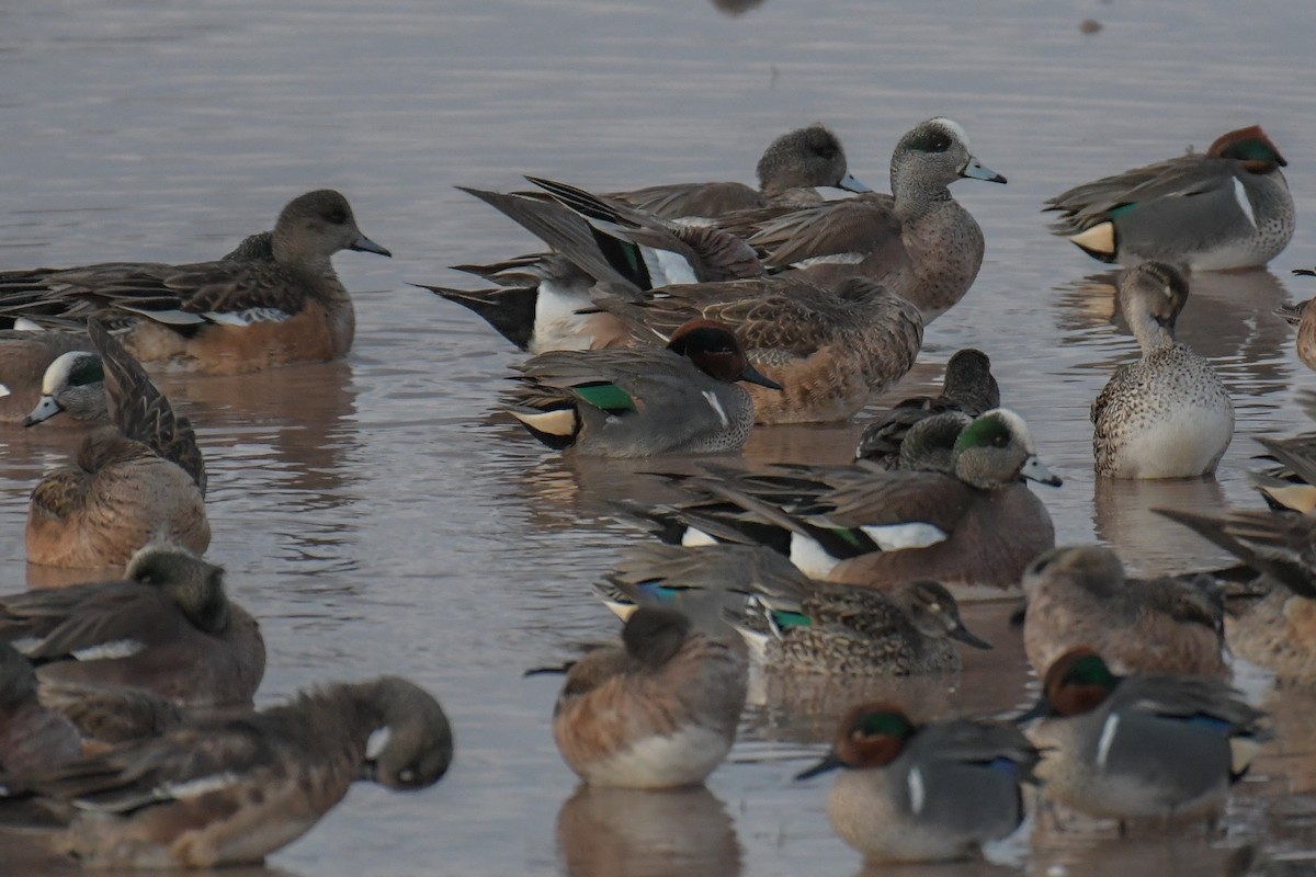 Canard d'Amérique - ML620203713