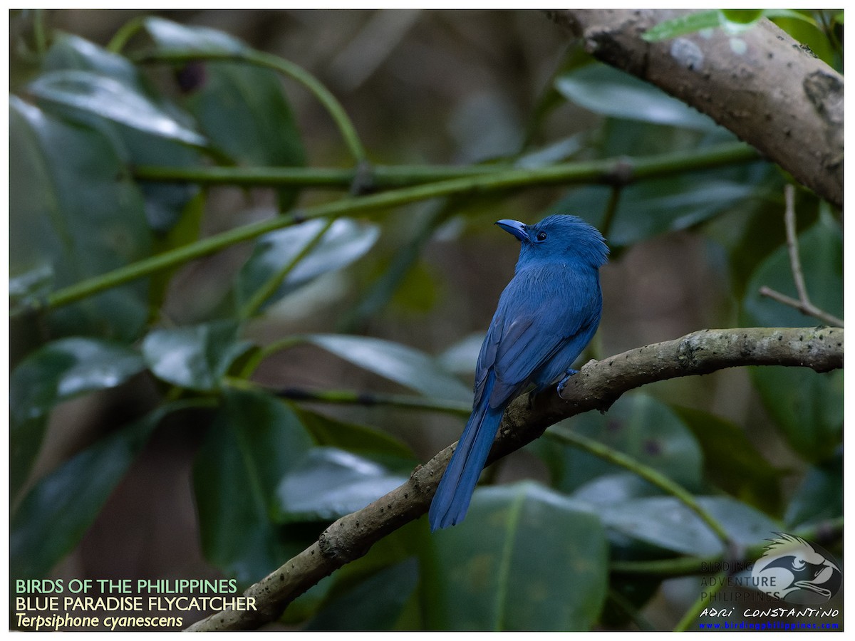 Blue Paradise-Flycatcher - ML620203716