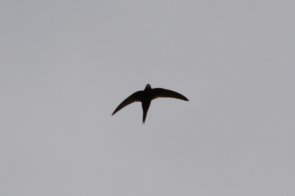 Common Swift - ML620203718