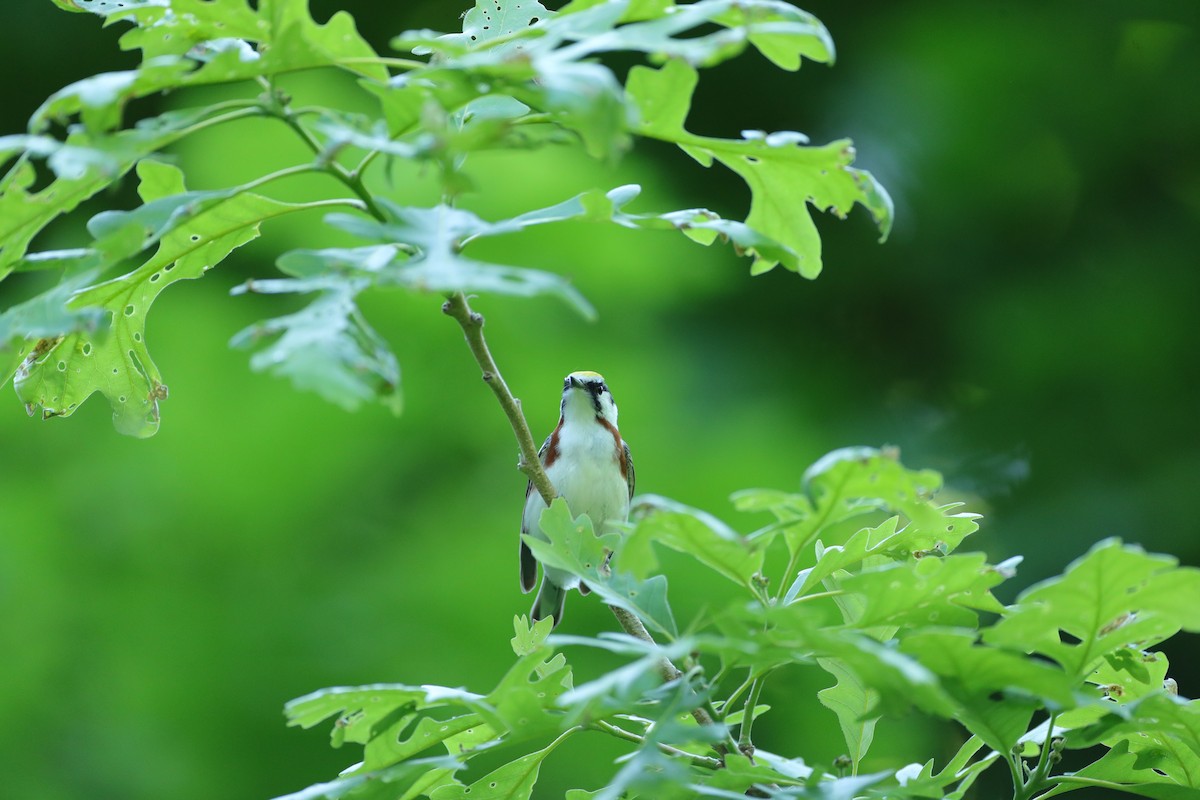 Chestnut-sided Warbler - ML620203719